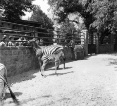 Magyarország, Városliget,Állatkert, Budapest XIV., 1940, Góg Emese, állatkert, Budapest, zebra, Fortepan #56788