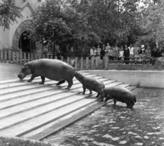 Magyarország, Városliget,Állatkert, Budapest XIV., 1940, Góg Emese, víziló, állatkert, Budapest, Fortepan #56808