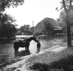 Magyarország, Tata, a Malom-patak a Tópart utca felől, háttérben a Czégényi-malom. Balra a Malom utca., 1942, Kollányi Ágoston, ló, patak, Fortepan #57539