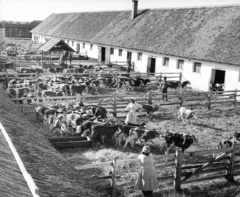 Magyarország, Nádudvar, a Vörös Csillag Termelőszövetkezet borjúnevelője., 1961, Fortepan, szarvasmarha, férfi, munka, istálló, állatgondozók, karám, Fortepan #57618