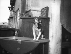 1932, Teodoro Wolf-Ferrari, dog, cat, genre painting, table, chess table, sitting on a table, Fortepan #57656