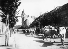 Románia,Erdély, Kolozsvár, Monostori út (Calea Motilor), háttérben a városháza tornya., 1938, Horváth Lajos, Alpár Ignác-terv, középület, marhagulya, Fortepan #58228