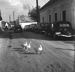 Hungary,Lake Balaton, Tihany, Kossuth Lajos utca a Mádl Ferenc térnél (Posta köz), jobbra a posta., 1962, Nagy Gyula, street view, French brand, Citroën-brand, automobile, number plate, country code sign, goose, Fortepan #58447