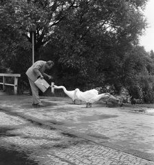 Germany, Schwerin, a Pfaffenteich partja., 1962, Nagy Gyula, swan, GDR, animal trainer, Fortepan #58473