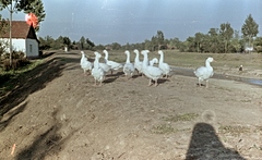 Hungary, Jászdózsa, a Holt-Tarna (Tarna) gátján, balra a a Vörösmarty utca utolsó háza, szemben egy zsilip épülete., 1963, Herbály István, colorful, Fortepan #58880