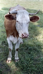 1963, Herbály István, colorful, cattle, Fortepan #58982