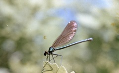 Szlovákia, Poltár, kisasszony szitakötő (Calopteryx virgo)., 1958, Zsanda Zsolt, Vajszada Károly, színes, szitakötő, Fortepan #60204