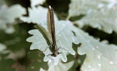 Szlovákia, Poltár, kisasszony szitakötő (Calopteryx virgo)., 1958, Zsanda Zsolt, Vajszada Károly, színes, szitakötő, Fortepan #60205