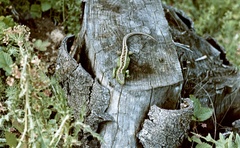 Szlovákia, Poltár, fürge gyík (Lacerta agilis) egy fenyőtuskón., 1958, Zsanda Zsolt, Vajszada Károly, színes, gyík, Fortepan #60207