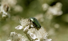 Szlovákia, Poltár, aranyos rózsabogár (Cetonia aurata) egy rózsaféle (Rosaceae) virágzatán., 1958, Zsanda Zsolt, Vajszada Károly, színes, virág, rovar, bogár, Fortepan #60208