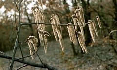 Szlovákia, Poltár, rezgő nyár (Populus tremula) elvirágzott barkája., 1958, Zsanda Zsolt, Vajszada Károly, színes, barka, Fortepan #60210