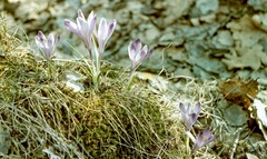 Szlovákia, Poltár, kárpáti sáfrány (Crocus heuffelianus HERBERT)., 1958, Zsanda Zsolt, Vajszada Károly, színes, virág, krókusz, Fortepan #60212