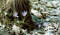 Szlovákia, Poltár, kárpáti sáfrány (Crocus heuffelianus HERBERT)., 1958, Zsanda Zsolt, Vajszada Károly, színes, krókusz, Fortepan #60213