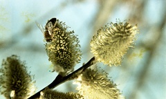 Szlovákia, Poltár, kecskefűz (Salix caprea) hímivarú barkavirágzata., 1958, Zsanda Zsolt, Vajszada Károly, színes, rovar, barka, méhészet, Fortepan #60214