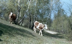 1958, Zsanda Zsolt, Vajszada Károly, színes, szarvasmarha, Fortepan #60221