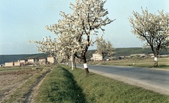 Szlovákia, Poltár, ulica Slobody., 1960, Zsanda Zsolt, Vajszada Károly, Csehszlovákia, színes, tavasz, rügyfakadás, Fortepan #60249