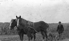 1931, Zsohár Zsuzsa, portré, ló, mezőgazdaság, férfi, talajművelés, eke, lószerszám, Fortepan #60285