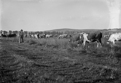 1931, Zsohár Zsuzsa, szarvasmarha, tájkép, mezőgazdaság, Fortepan #60293