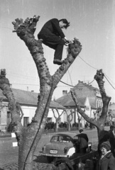 Magyarország, Mohács, Szabadság utca a Széchenyi térnél., 1964, Krantz Károly, fáramászás, Moszkvics 407, rendszám, tévékamera, televíziózás, fán ülni, Fortepan #60670