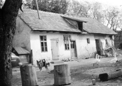 1962, Lencse Zoltán, goose, dog house, farmhouse, Fortepan #61268