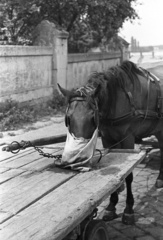 Magyarország, Győr, Móricz Zsigmond rakpart, balra a Hittudományi Főiskola kerítése., 1967, Lencse Zoltán, ló, abrakostarisznya, Fortepan #61296