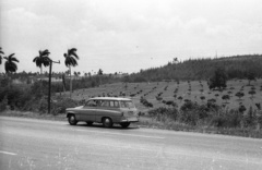 Kuba, gyümölcs ültetvény., 1974, Mészáros Zoltán, csehszlovák gyártmány, Skoda-márka, pálmafa, automobil, rendszám, Fortepan #61500