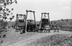 Kuba, cukornád rakodására használt emelők., 1974, Mészáros Zoltán, teherautó, ZIL-márka, szarvasmarha, ökörfogat, emelő, nádcukor, cukorgyártás, Fortepan #61501