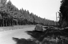 Kuba, Pinar del Rio tartomány, út a fenyvesen keresztűl., 1974, Mészáros Zoltán, fenyőerdő, Fortepan #61534