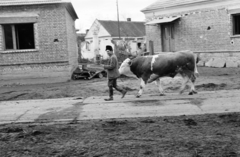 Hungary, Csorna, a Béke út a Deák Ferenc utcánál., 1960, Lipovits Károly, village, cattle, man, bull, Best of, Fortepan #61759