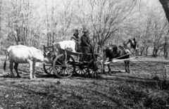 1930, A R, horse, chariot, cattle, coach, Fortepan #62137