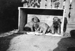 1930, A R, dog, chest, puppy, Fortepan #62147