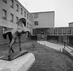 Magyarország, Budapest XII., Németvölgyi út 41-45., a BM Diákotthon kertje. Kóthay Nándor 1964-ben itt felállított Csikó című szobra ma a Magyar Sport Házának kertjében található., 1965, Magyar Rendőr, szobor, antenna, lovas szobor, Budapest, Fortepan #65261