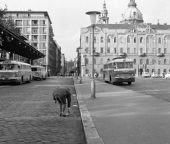 Magyarország, Budapest V., Erzsébet (Engels) tér, MÁVAUT autóbusz-pályaudvar, szemben a Hercegprímás (Alpári Gyula) utca., 1966, Magyar Rendőr, autóbusz, utcakép, életkép, Ikarus-márka, MÁVAUT-szervezet, Ikarus 55, lámpaoszlop, neon lámpa, Budapest, tetőcsomagtartó, Fortepan #65446