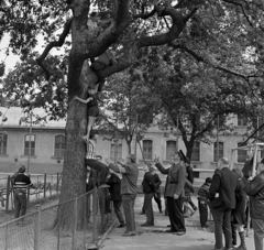 Magyarország, Budapest VIII., II. János Pál pápa (Köztársaság) tér, a háttérben a Fővárosi Gázművek épületei., 1968, Magyar Rendőr, rendőr, fáramászás, tányérsapka, gumibot, Budapest, önkéntes rendőr, képarány: négyzetes, Fortepan #65680