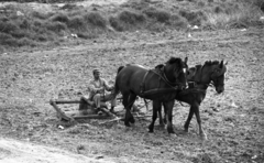 Magyarország, 1983, Magyar Rendőr, ló, fogat, borona, Fortepan #67110