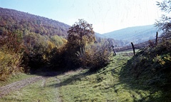 Magyarország, Visegrádi-hegység, Szent László-völgy Pilisszentlászló közelében., 1963, Zsanda Zsolt, Vajszada Károly, színes, fa, bokor, Fortepan #70009