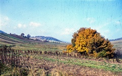 Magyarország, Pilisszentlászló, látkép a falu északi határából nyugat felé, 1963, Zsanda Zsolt, Vajszada Károly, színes, ősz, tájkép, fa, látkép, falu, Fortepan #70015