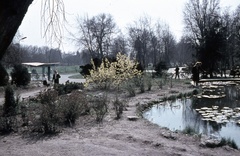 Hungary, Margit Islands, Budapest, Japánkert, halastó., 1968, Zsanda Zsolt, Vajszada Károly, colorful, Fortepan #70048