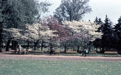 Hungary, Margit Islands, Budapest, 1968, Zsanda Zsolt, Vajszada Károly, colorful, bench, Fortepan #70056