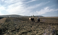 Magyarország, Pilisszentlászló, a falu északi határa., 1963, Zsanda Zsolt, Vajszada Károly, színes, talajművelés, ló, Fortepan #70132