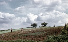 Magyarország, Pilisszentlászló, háztáji kert a község határában., 1969, Zsanda Zsolt, Vajszada Károly, színes, Fortepan #70142