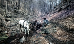 Magyarország, Visegrádi-hegység, Szent László-völgy Pilisszentlászlótól északra., 1969, Zsanda Zsolt, Vajszada Károly, színes, Fortepan #70164