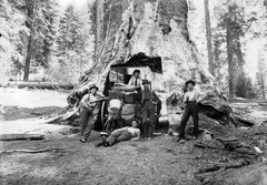 Amerikai Egyesült Államok, Kalifornia állam, Yosemite Nemzeti Park, a Tunnel Tree nevű óriás mamutfenyő (Sequoiadendron giganteum)., 1912, Teodoro Wolf-Ferrari, szekér, mamutfenyő, vadnyugat, aranyásó, western, Fortepan #70454