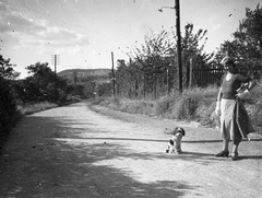 Magyarország, Budapest II., Gárdonyi Géza út, szemben a Látó-hegy / Gugger-hegy., 1934, Lissák Tivadar, kutya, Budapest, kutyasétáltatás, Fortepan #71001