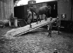 1939, Lissák Tivadar, vasút, ló, katona, vagon, rakodás, bevagonírozás, Fortepan #71258