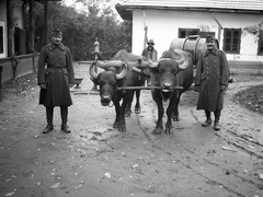 1939, Lissák Tivadar, hordó, fogat, katona, bivaly, nyomóskút, járom, Fortepan #71284