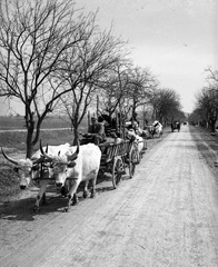 Croatia, országút Baranyaszentistván és Pélmonostor között., 1941, Lissák Tivadar, chariot, cattle, coach, yoke, Fortepan #71483