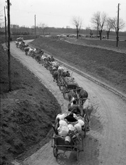 Croatia, Beli Manastir, Bartók Béla utca a vasúti felüljáró közelében., 1941, Lissák Tivadar, chariot, cattle, Fortepan #71487