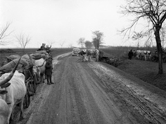 Horvátország, országút Baranyaszentistván és Petárda között., 1941, Lissák Tivadar, szarvasmarha, fogat, országút, automobil, Fortepan #71512