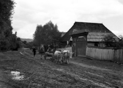 Románia,Erdély, Csíkszereda, Csíksomlyó (ekkor önálló), Kájoni János utca., 1941, Lissák Tivadar, szarvasmarha, fogat, fedeles kapu, parasztház, járom, Fortepan #71698